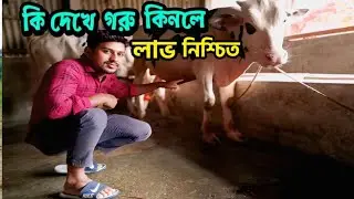 কি দেখে গরু কিনলে লাভ নিশ্চিত 🐄 কি দেখে গরু কিনব ❓ গরু কেনার নিয়ম 🐂 কি দেখে মোটাতাজা করার গরু কিনব