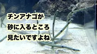 【チンアナゴ】砂に潜るチンアナゴ【サンシャイン水族館】