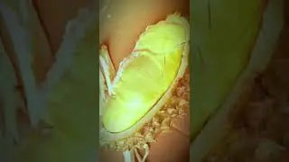Fast Durian Peeling with Small Knife! 🔪🟡 | #Shorts #Durian #FruitSkills
