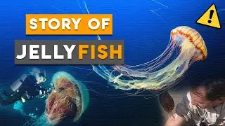 How does a jellyfish sting? Story of Jellly Fish