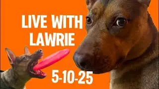 Energetic Shepherd Mix Goes Wild at the Dog Park!  Live Frisbee Fun with Lawrie the Rescue Dog