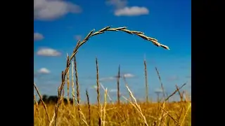 Kernza&reg; Trial Results - Chapter 1:  History of Kernza&reg; Development