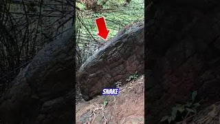 Is This Really the Trace of a Giant Serpent? Naka Cave Thailand. #shorts