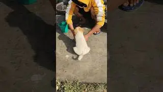 nahana too padega hi cuit puppy😍dog#video#cuit#funny dog#animal!