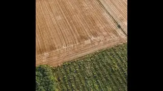 When Switching Crops Makes Financial Sense