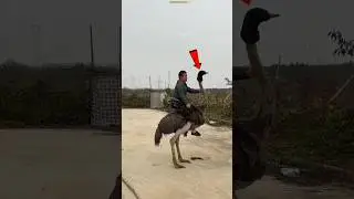 Crazy Boy Thinks Ostrich Can Fly 😂🦤 | Unexpected Ride #shots #facts