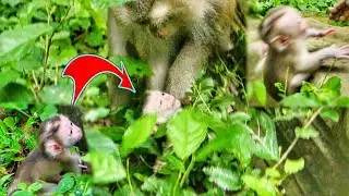 Monkey Joyce teaching new baby Jacee with the wrong time and place, falling down #janeforever