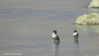 Yellow-billed Teal (Anas flavirostris oxyptera) | Pato jerg&oacute;n chico | Vados del Putana (CHILE)