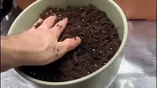 Indoor Cannabis Grow/ First steps by Mr.Joker 