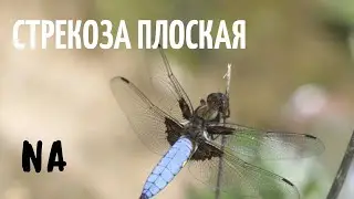 Стрекоза плоская (Libellula depressa) !