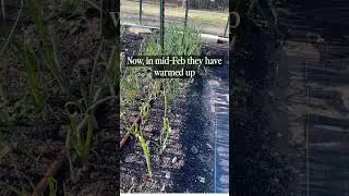 Planting Fall Onions for an Early Spring Harvest! #shorts #growonionsfromseed