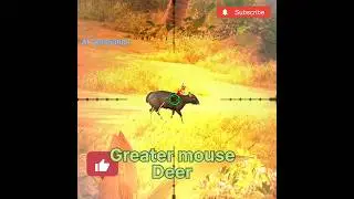 Greater Mouse Deer Hunt #hunting #animals