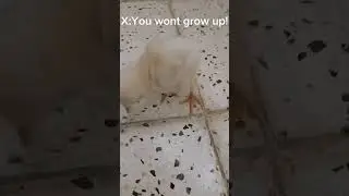 Chicken transition🥵😎#meme #transition #chicken # Homelander
