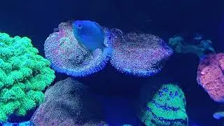 Sps lps coral update 