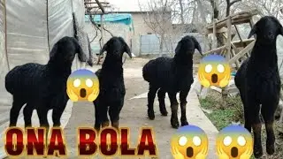 ONA BOLA BO'G'OZ SOVLIQ TO'HLI BO'G'OZ YIRIK BO'G'OZ SOVLIQLAR 