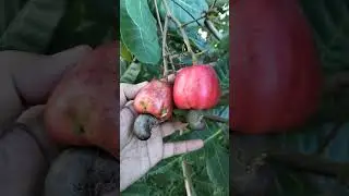 Buah jambu gajus or Cashew Nut  Fruit.