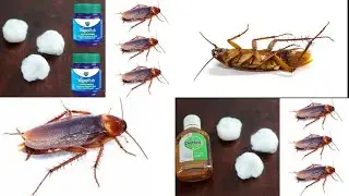 MAGIC Vicks VapoRub & Dettol | 2 Tips | How To Kill Cockroach, Lizard, Within 5 minutes |Home Remedy