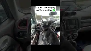 He did great 🤝 #cat #driving #funny