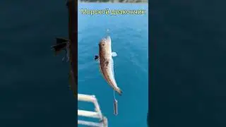 Морской дракончик. Уколы могут вызвать паралич и даже смертельный исход.&nbsp; #fishing #рыбалканаморе