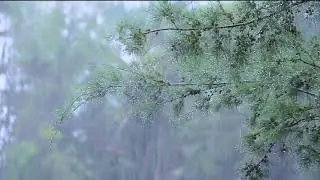 Heavy Rain & Thunderstorm Sounds for Deep Sleep 🌧️ Relaxing Rain Ambience for Stress Relief & Focus