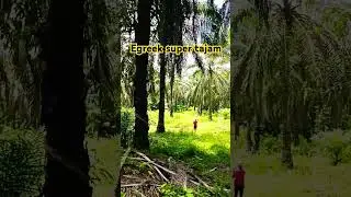 tes ketajaman egreek #perkebunankelapasawit #sawitbuahpasir