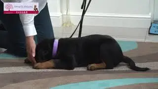 PUPPY TRAINING TIPS DOWN COMMAND