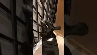 Betsy ￼First experience with an elevator￼￼