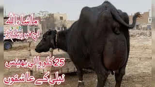top Milking pure nili Ravi Buffalo's for sale in Punjab Pakistan on YouTube 16 January 2026