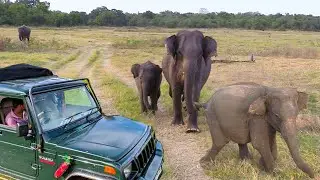 A herd of angry elephants surrounded our safari jeep at the kaudulla national park | 象 | الفيل