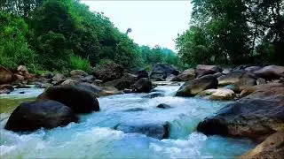 White Noise for Studying Nature &ndash; Forest River White Noise for Productivity