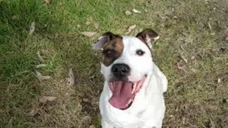 Big Dog Chasing A Stick