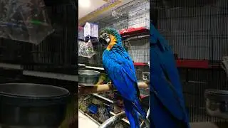 Blue and gold macaw talking parrot #macawparrot #talkingmacaw