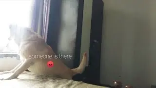 Who Says Labradors Can't Be A Watchdog / Guard Dogs || Oscar The Labrador