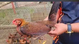 Gallina de Cruces repetido a sus Disposición de Angel Martinez inf.849-655-6053
