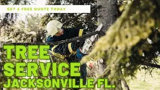 Tree Services Jacksonville Florida | Tree Trimming Experts Jacksonville
