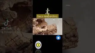 Geco leopardino albino. #leopardgecko #gecoleopardino #terrario