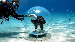 Eagle 🦅 Beautiful underwater video 🐬🐙🌊 World of nature tv 📸