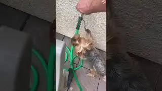 Dramatic Yorkshire Terrier 🐶🤣#dog #funny #dramatic #love #yorkshireterrier #youtube