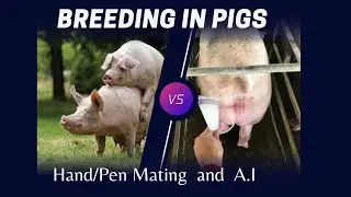 Breeding in Pigs.