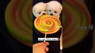 The smallest puppy  in the world#cute #funny #funnypuppy #dog #friends #shorts
