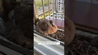 This family helped a turtle dove take care of its baby after a heavy rain