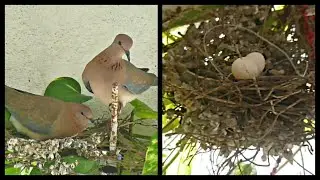 Laughing dove | pigeon | preparing nest | Laying eggs | Arts of Anand kottal
