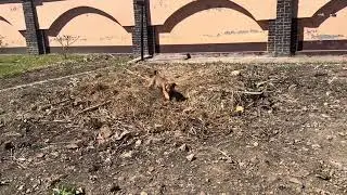 Little Puppy Explores The Field|| Koko and Clan