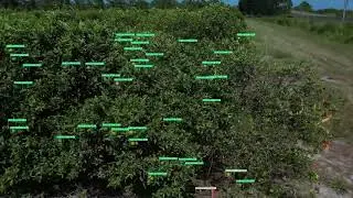 Infield Citrus Fruit Detection and Classification