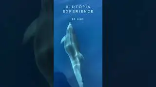 Blutopia Experience be like