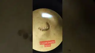 Pest Id : Carpet Beetle Larva #pestcontrol #larva #beetle #entomologist