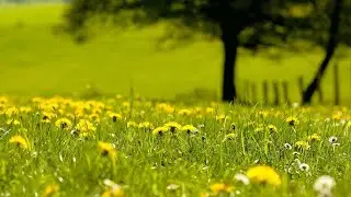 Light Background Guitar Music - study, think, yoga, meditation (Easy Day)