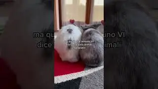 Belli ma.. impegnativi! #coniglio #coniglionano #coniglioariete #conigliotestadileone #bunny