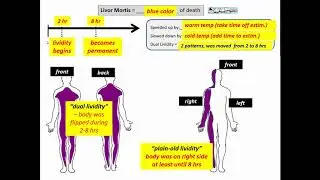 Pre-Lab Examples for Rigor and Livor Mortis
