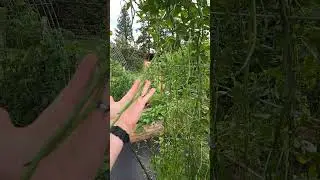 yard long beans!